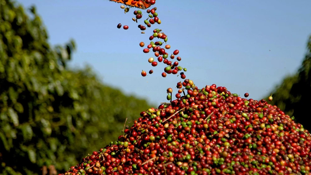 Colheita de Café da Cooxupé Dispara para 38,6%, com Sul de Minas e Matas de Minas Liderando a Safra 2026: Entenda o Impacto Regional