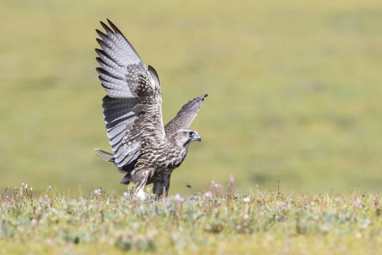 Estudo Alerta: Expansão Acelerada de Energia Solar na China Causa Declínio de Espécies de Aves e Levanta Preocupações Globais com a Biodiversidade