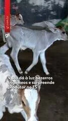 Surpresa no ES: Vaca Amanda dá à luz bezerros trigêmeos e choca produtor, que esperava ‘um bezerro grande’; caso raríssimo intriga veterinários
